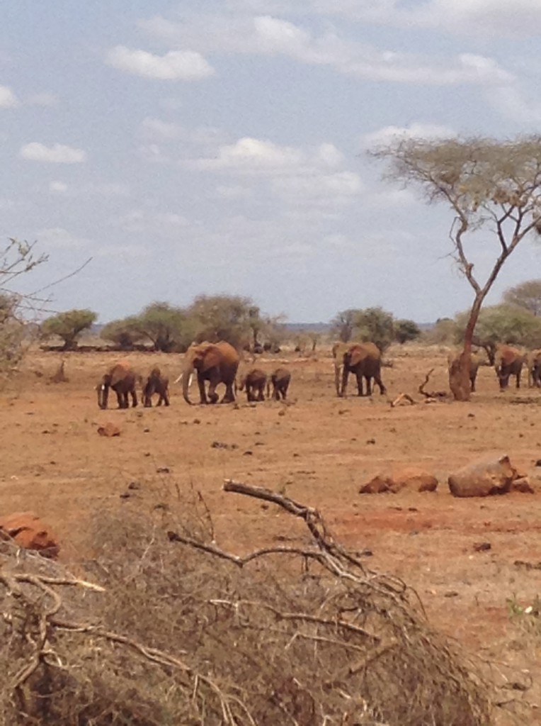 Elephants