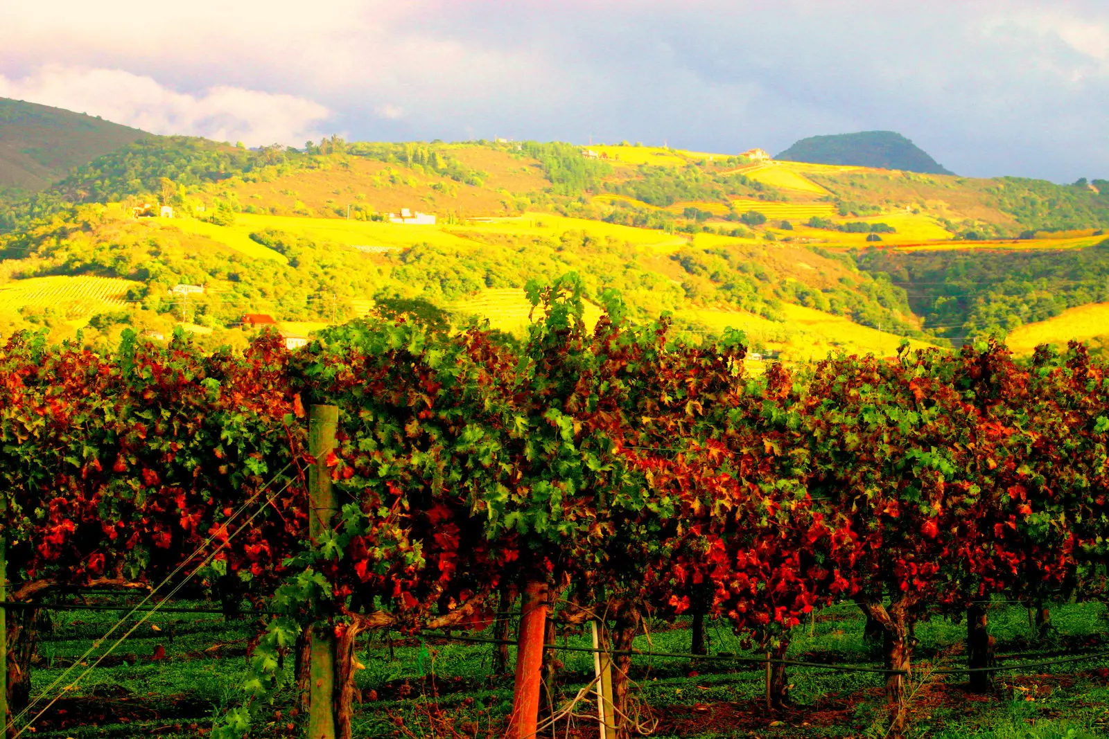 Napa-Valley